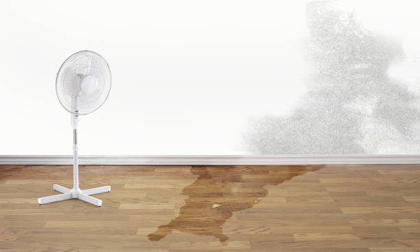 Best Professional water damage repair  in Alamo, CA